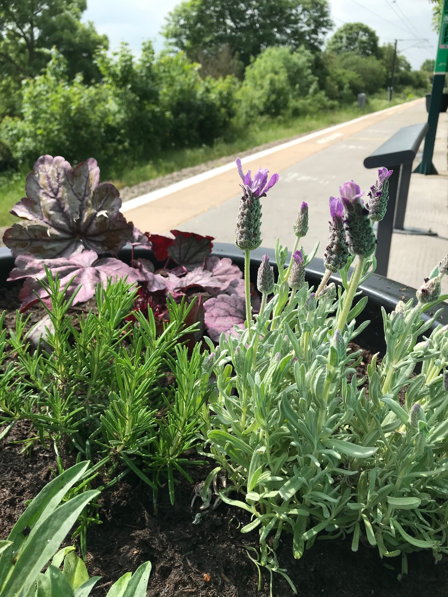shrubs at Abbey Line