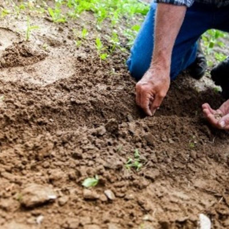 Planting seeds in soil