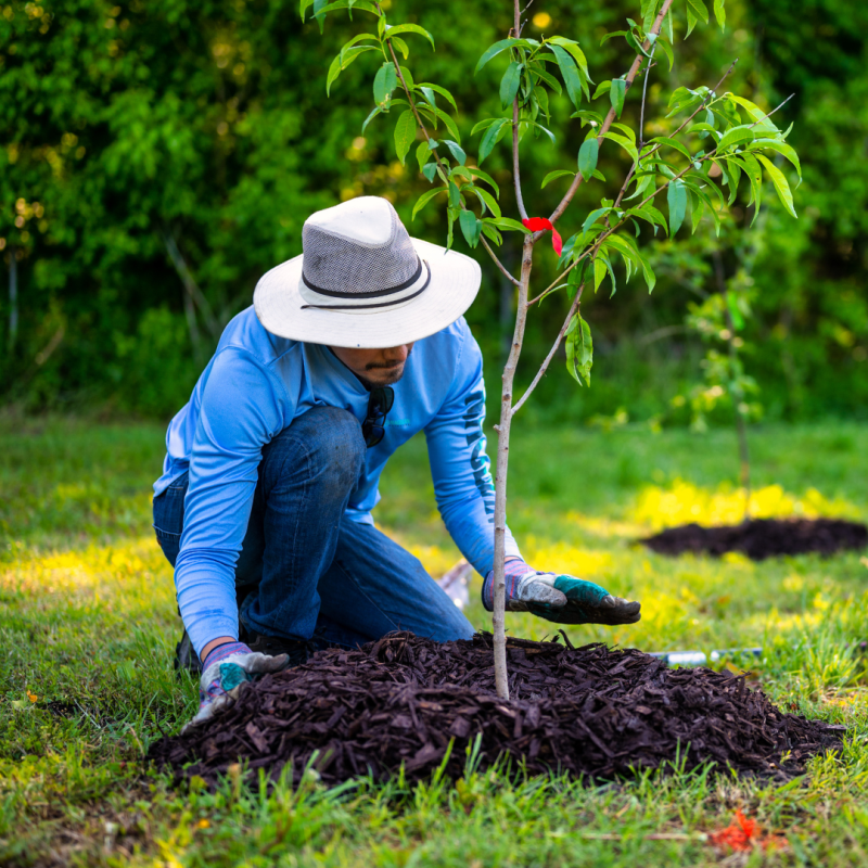 Man wearing hat and blue shirt planting a tree.